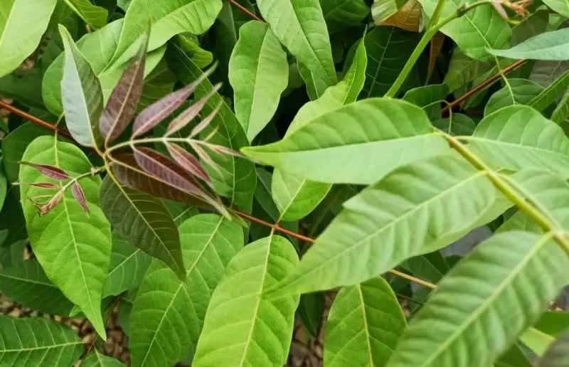Types of Cedar Trees