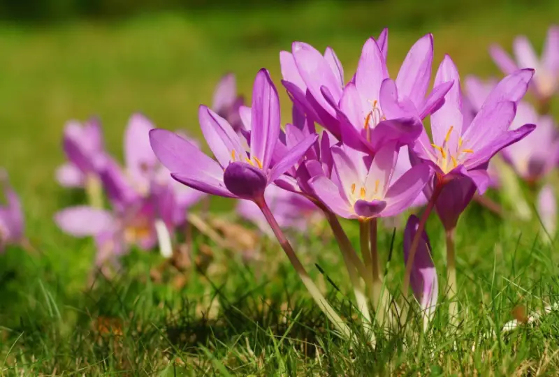 autumn-crocus-800x540-1 Flowers That Are Toxic to Cats