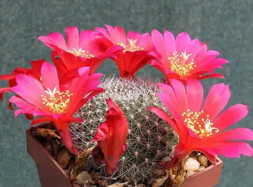 Cactus with Pink Flowers