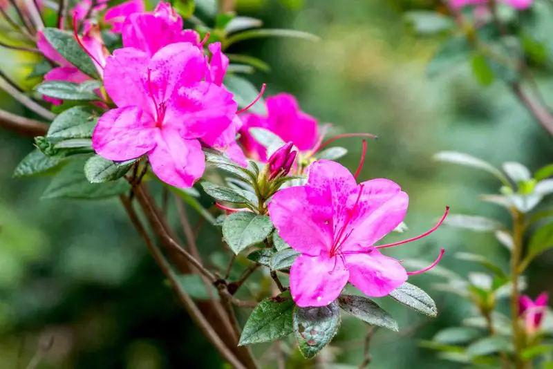Shrubs with Purple Flowers