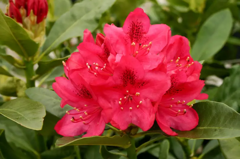 azaleas-rhododendrons-800x532-1-1 Flowers That Are Toxic to Cats