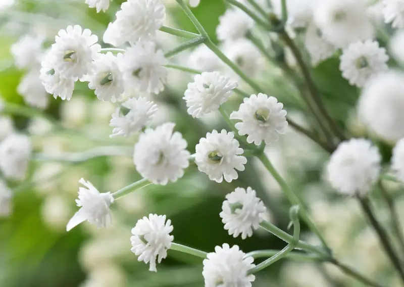 babys-breath-800x568-1 Flowers That Are Toxic to Cats