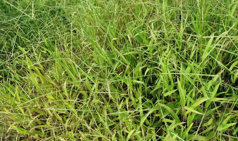Types of Grass in Texas
