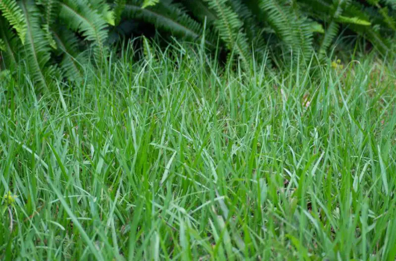 Types of Grass in Florida