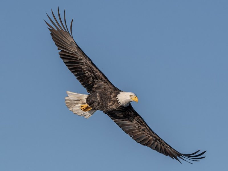 Types of Eagles in Maryland