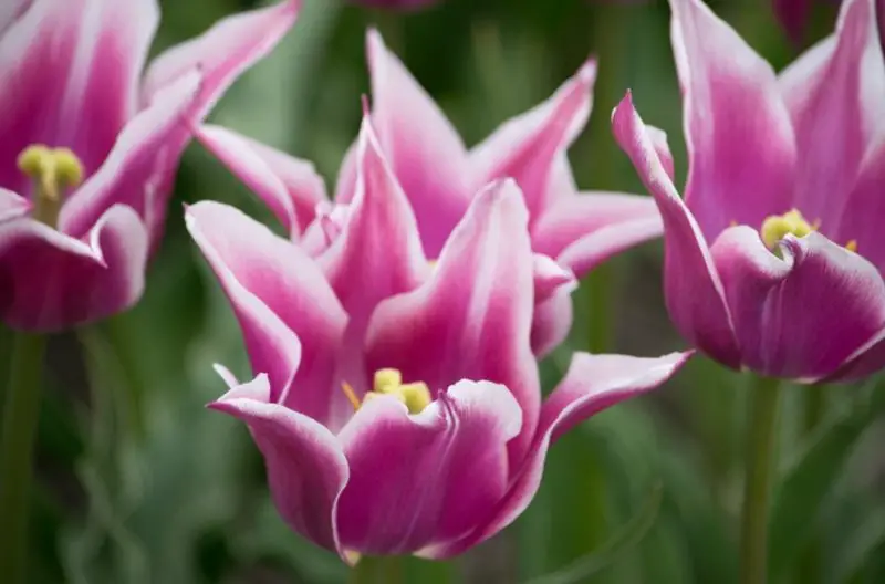 Pink and White Flowers