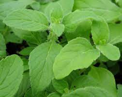 41 Types of Mint Plants (With Pictures)