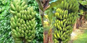 Types of Bananas