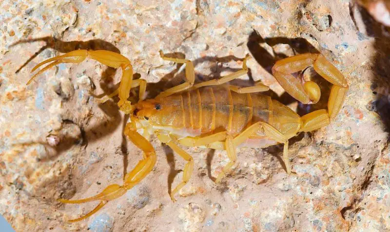 Bark Scorpions in Utah