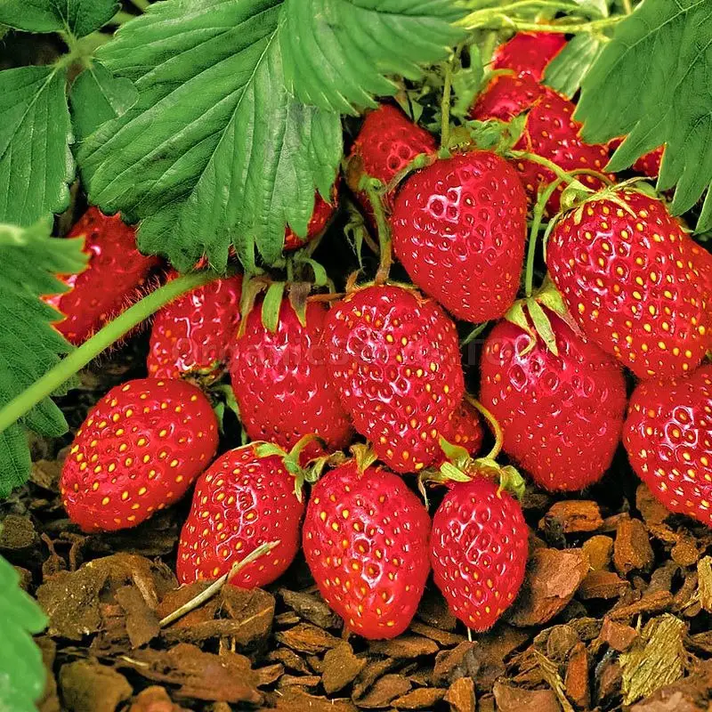 Types of Strawberry Plants