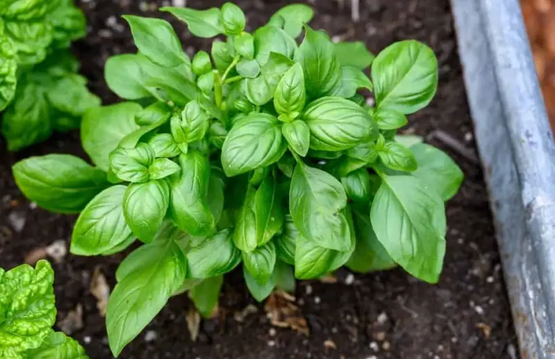 basil-800x518-1 Plants That Repel Flies