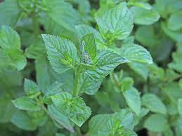 41 Types of Mint Plants (With Pictures)