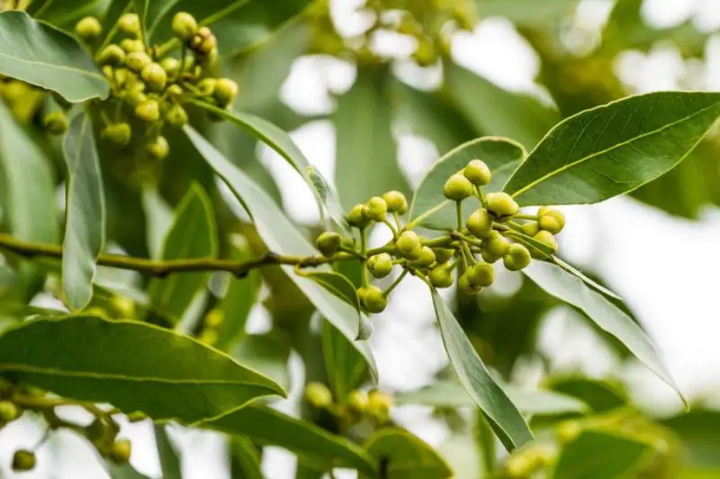 Plants That Repel Mosquitoes