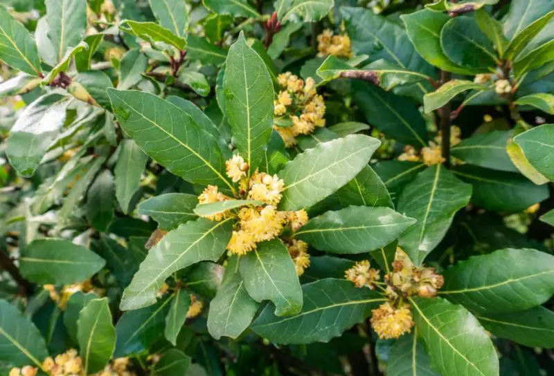 Flowers That Smell Good