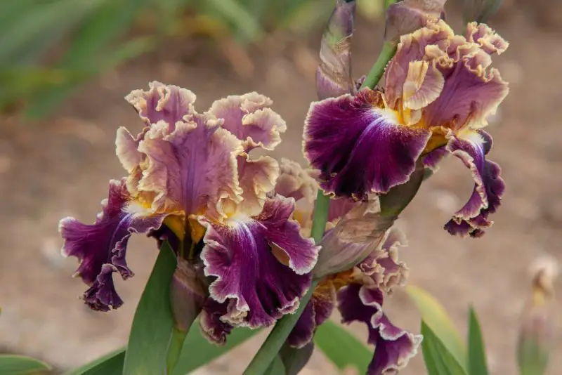 Flowers That Bloom in Spring