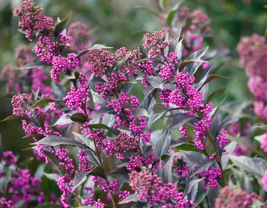 Shrubs with Purple Flowers