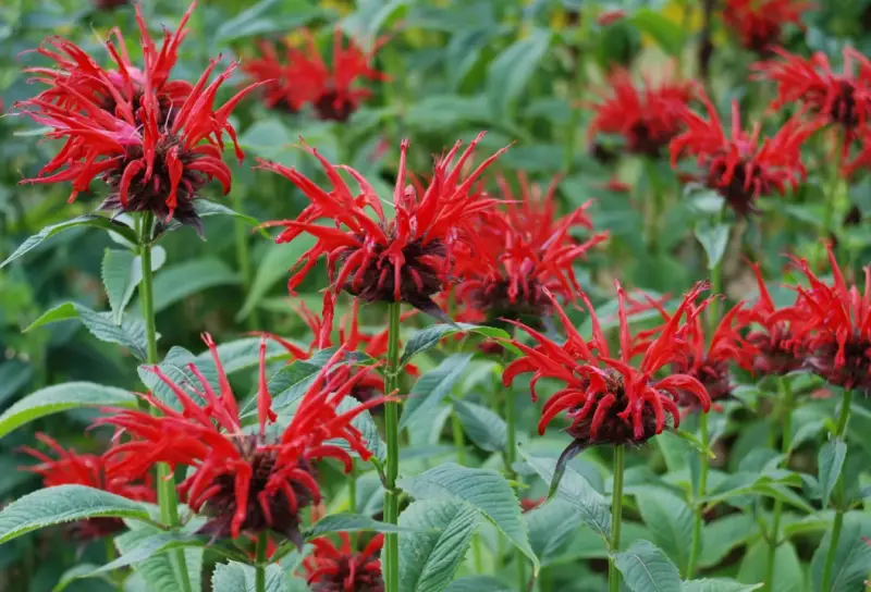 Plants That Repel Mosquitoes