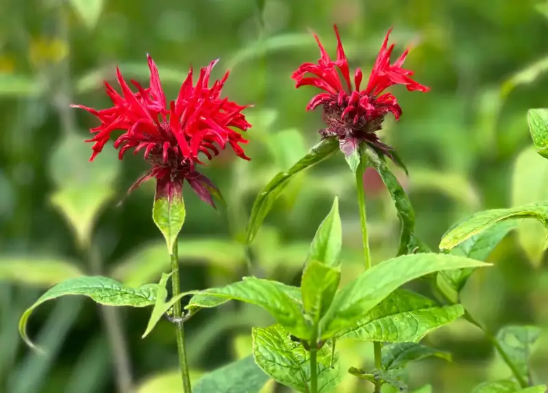 Bee Balm care