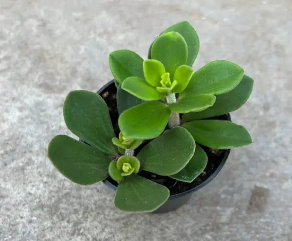 Peperomia Varieties