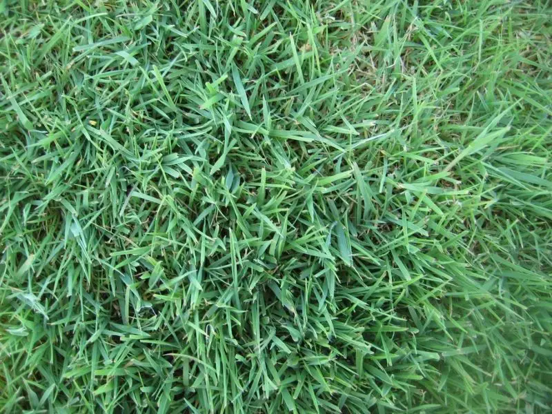 Types of Grass in Texas