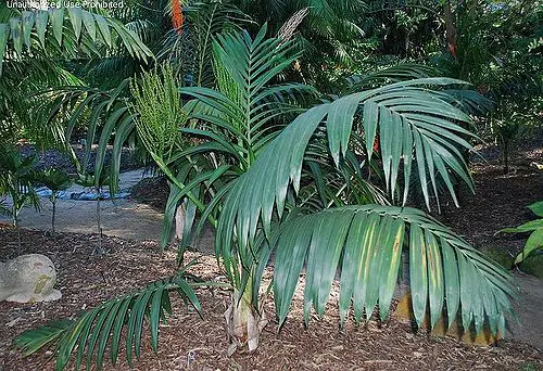 Types of Palm Trees in Florida