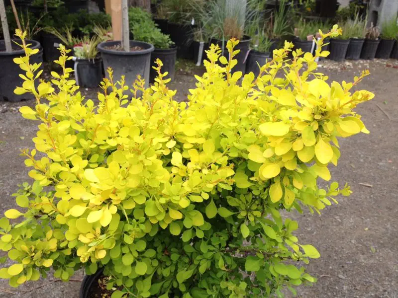 shrubs with yellow flowers