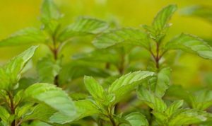 41 Types of Mint Plants (With Pictures)