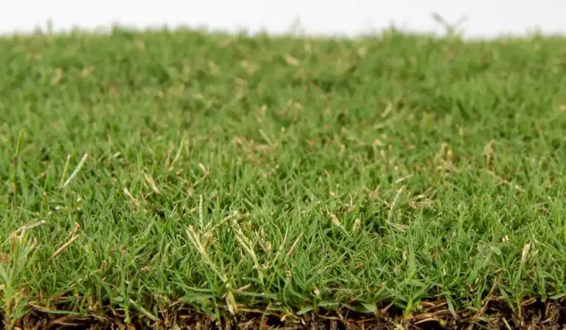 Types of Grass in Texas