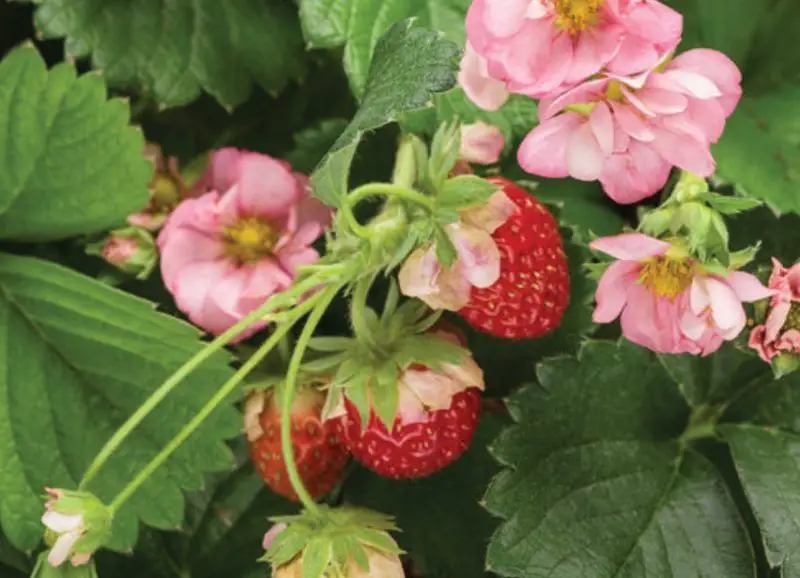 Types of Strawberry Plants