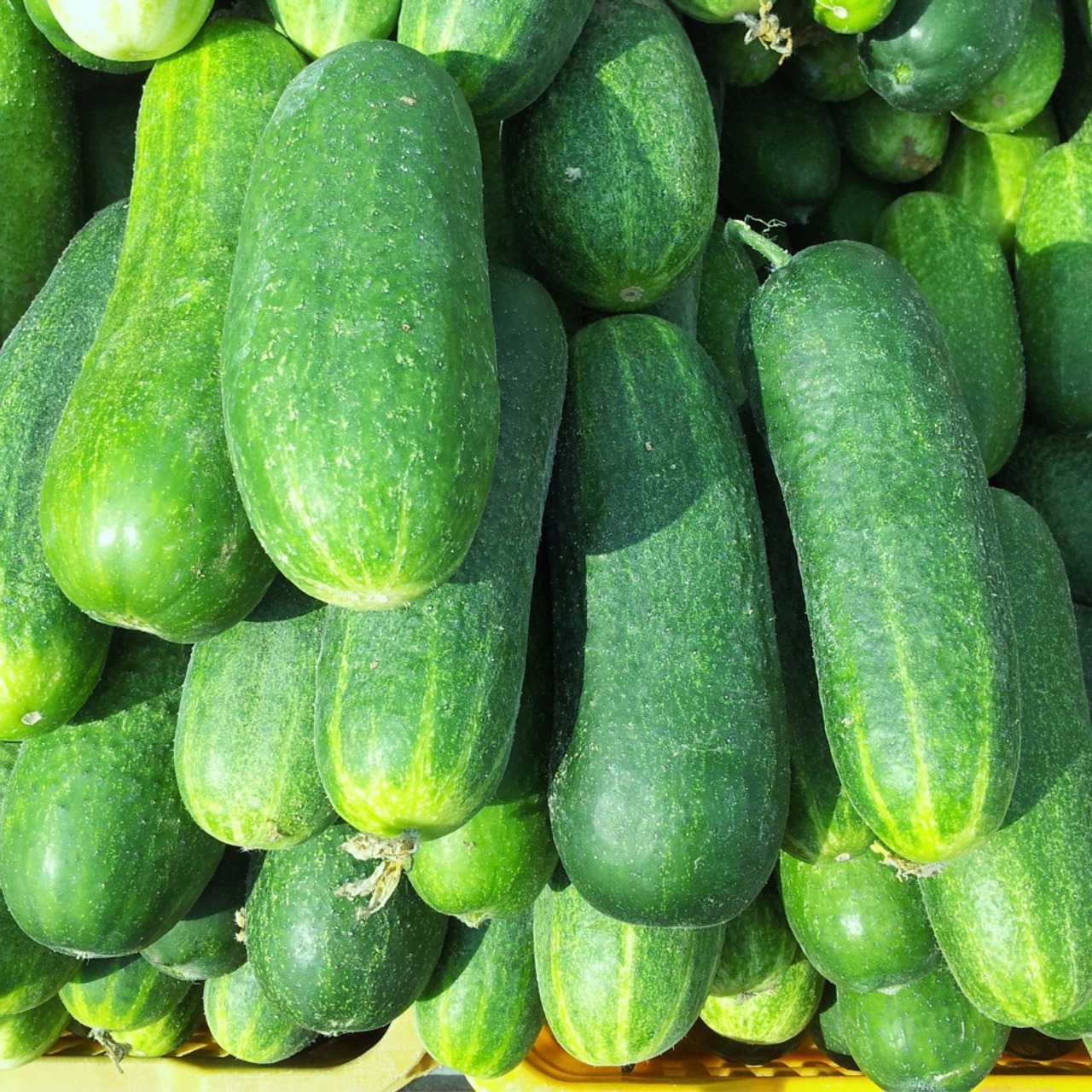 Types of Cucumber Plants