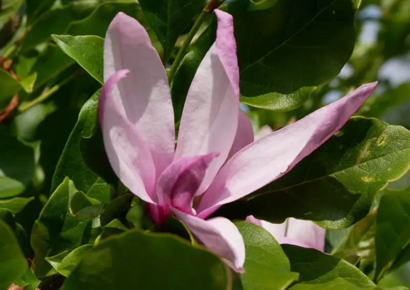 Magnolia Tree