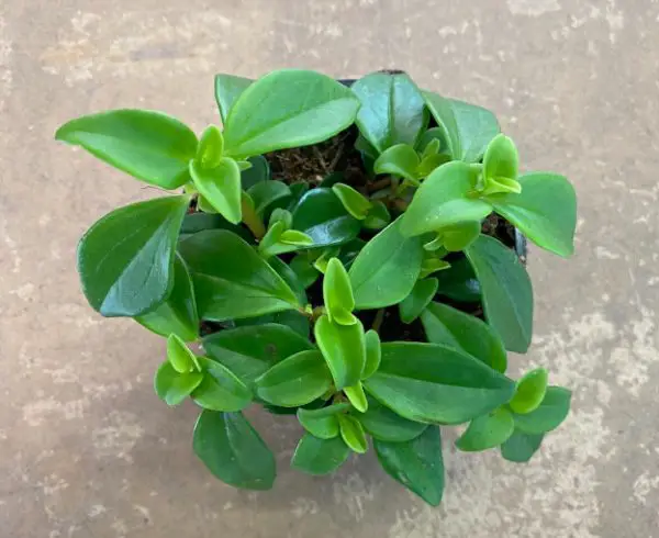 Peperomia Varieties