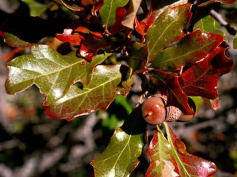 Types of Oak Trees in Texas