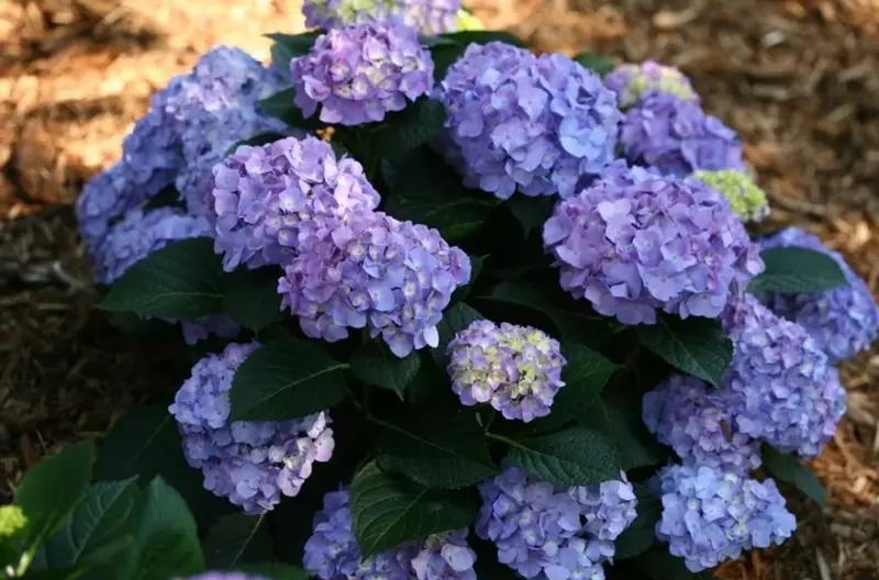 Shrubs with Purple Flowers