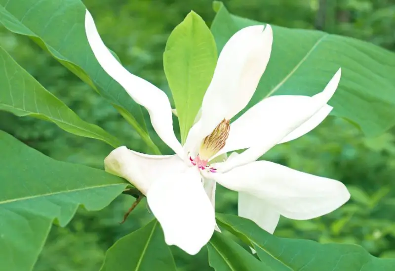 Magnolia Tree
