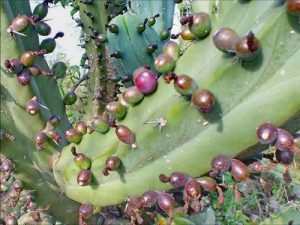 Is Cactus A Fruit or Vegetable