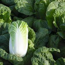 25 Types of Cabbages (With Pictures)