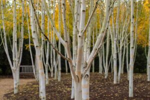 Birch Trees