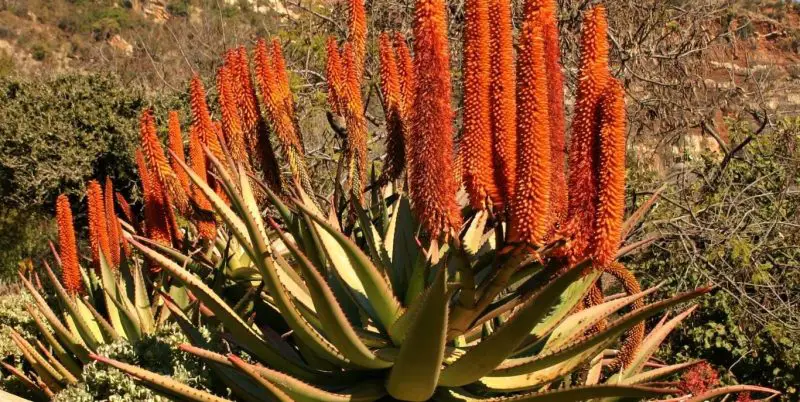 bitter-aloe-aloe-ferox-800x402-2 Types of Aloe Plants