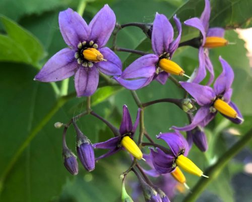 Bittersweet Nightshade