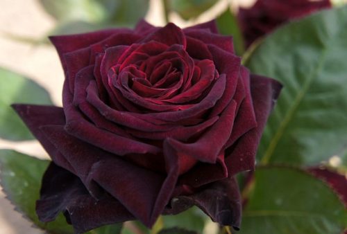 Black and Red Roses