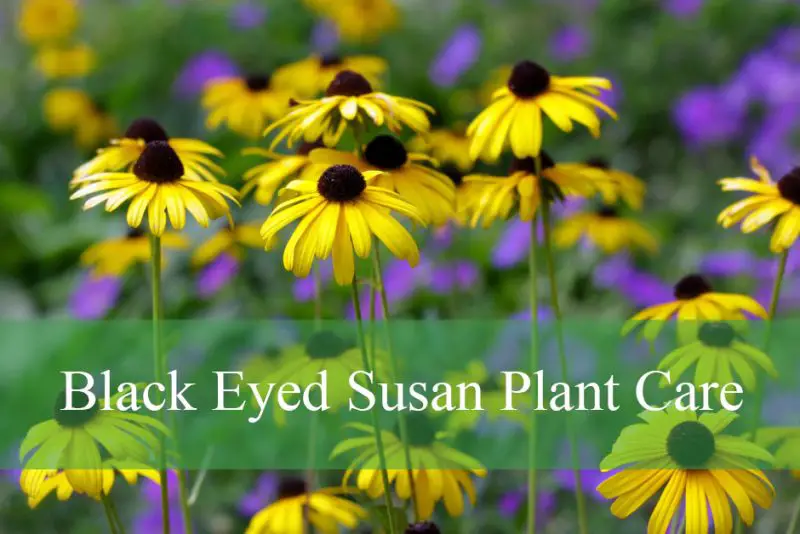 Black Eyed Susan Plant Care