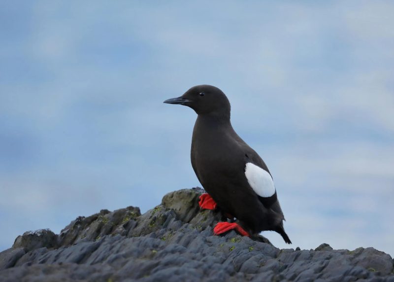 Black Guillemot