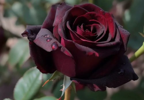 Black and Red Roses
