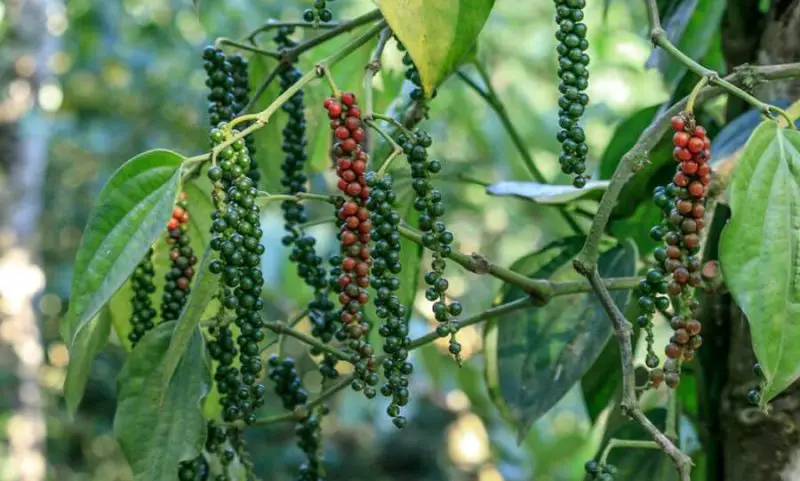 Black Pepper Plant