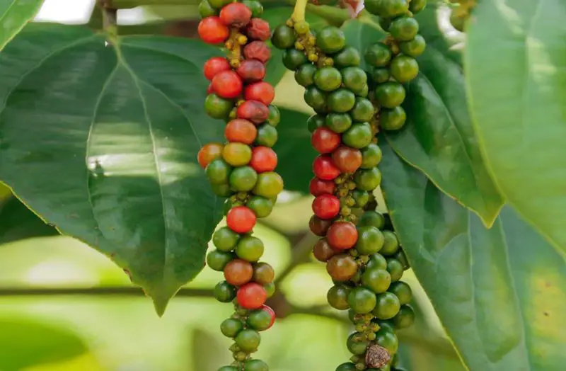 Black Pepper Plant