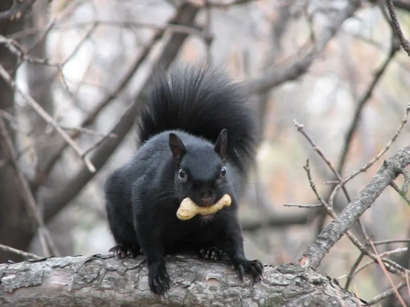 Black Squirrels in California