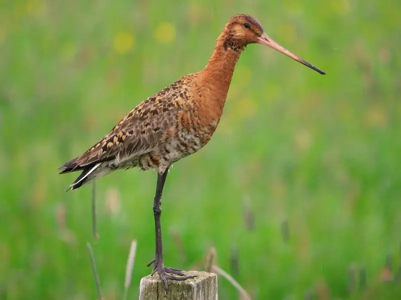 Top 10 Accidental Birds Ever Spotted in Alabama