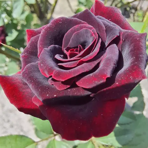 Black and Red Roses