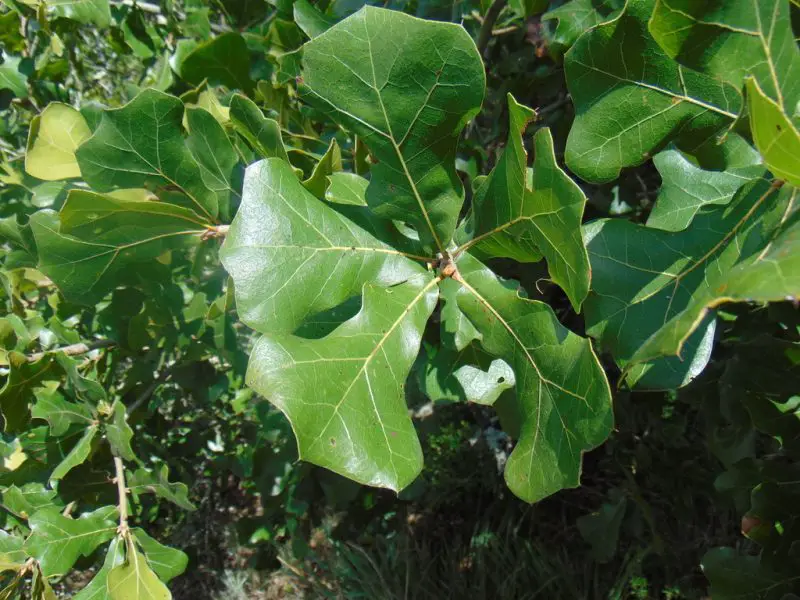 Types of Oak Trees in Texas